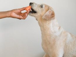 The Ultimate Guide to Finding an Affordable Dog Bite Lawyer for Scarring and Disfigurement in Philadelphia