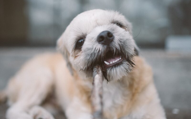 The Ultimate Guide to Finding an Affordable Dog Bite Lawyer for Nerve Damage in Salinas