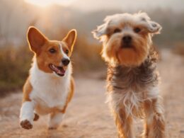 Affordable Options for Finding a Dog Bite Lawyer for Nerve Injuries in Providence