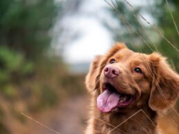 Navigating the Search: How to Find the Best Dog Bite Lawyer for Nerve Damage in Tacoma