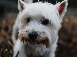Finding an Affordable Dog Bite Lawyer for Nerve Damage in San Francisco: A Strategic Guide