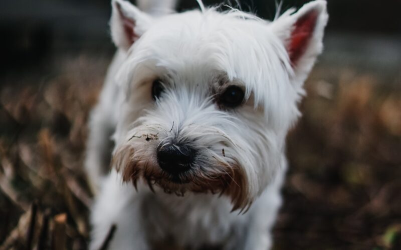Finding an Affordable Dog Bite Lawyer for Nerve Damage in San Francisco: A Strategic Guide