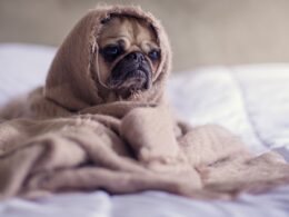 Finding Affordable Legal Help for Dog Bite Injuries in Buffalo: Where to Locate Budget Dog Bite Lawyers for Scarring and Disfigurement