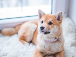Affordable legal representation for emotional distress caused by a dog bite in Austin